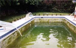pool with green water